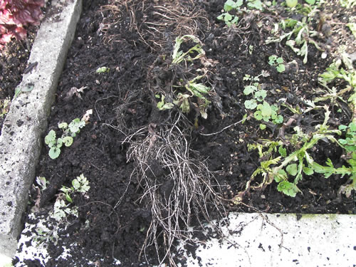 生ゴミ堆肥を使った野菜の根