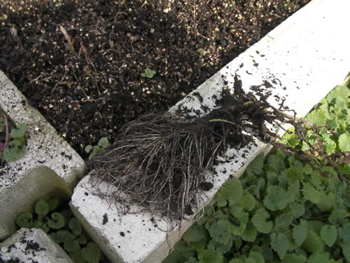 生ゴミ堆肥を使った野菜の根
